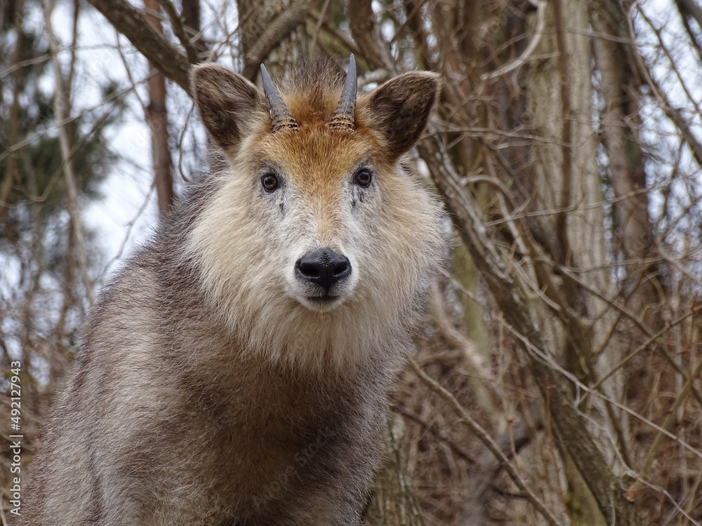 Fototapeta premium ニホンカモシカ