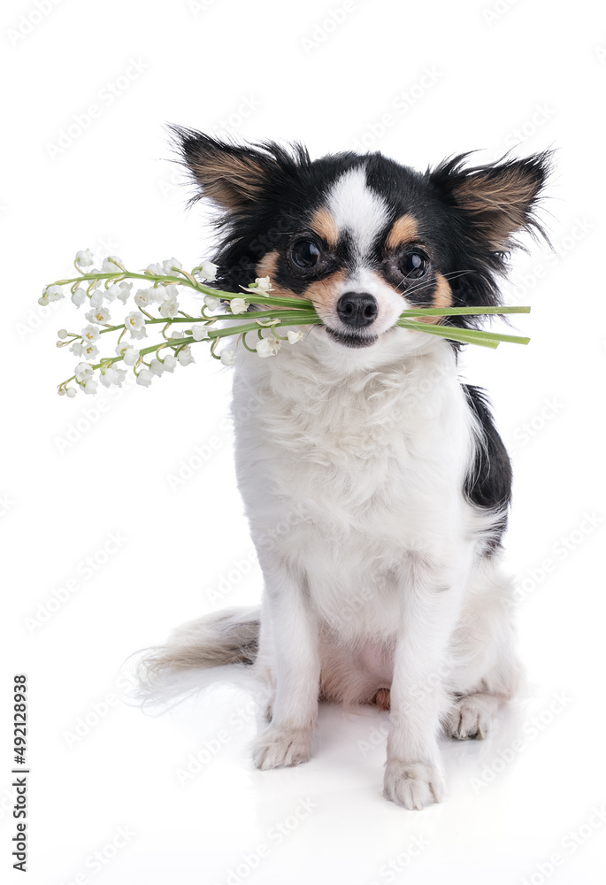 Chihuahua with sprigs of lily of the valley in its mouth