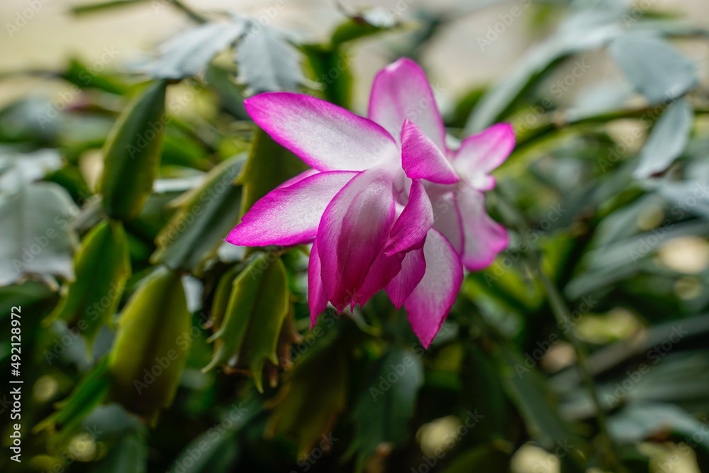 Beautiful pink and white bloom on a Thanksgiving cactus. Healthy houseplant. Beautiful pink and white bloom on a Thanksgiving cactus. Healthy houseplant.