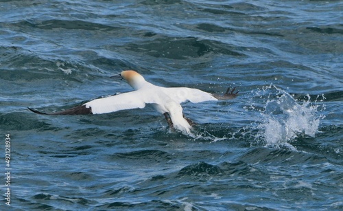 Beautiful gannet in flight in Brittany, France