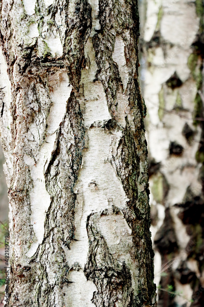 Borke am Stamm einer Hänge-Birke (Betula pendula) Borke am Stamm einer Hänge-Birke (Betula pendula)