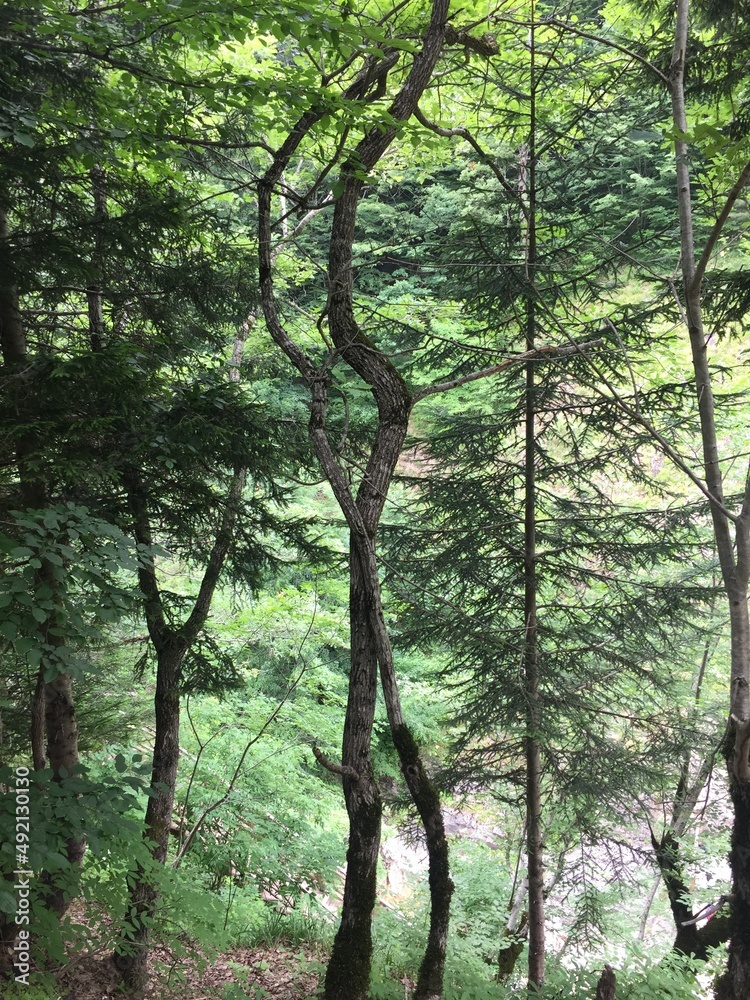 Fototapeta premium trees in the forest