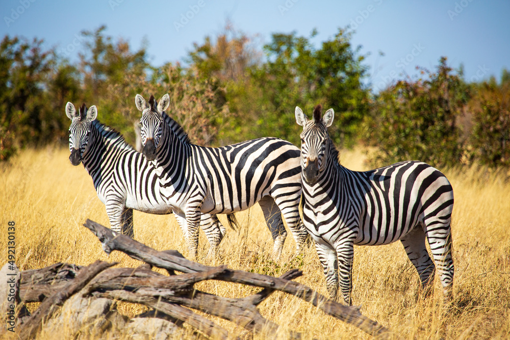 three wild zebra in the savannah, Hwange National Park, Zimbabwe Africa three wild zebra in the savannah, Hwange National Park, Zimbabwe Africa