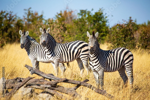three wild zebra in the savannah  Hwange National Park  Zimbabwe Africa