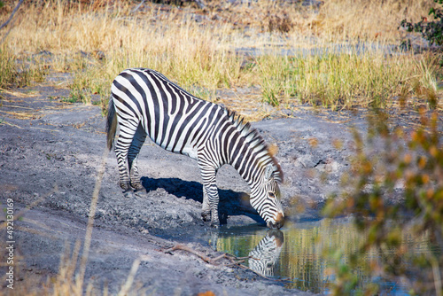 wild zebra drinking water in the savannah  Hwange National Park  Zimbabwe Africa