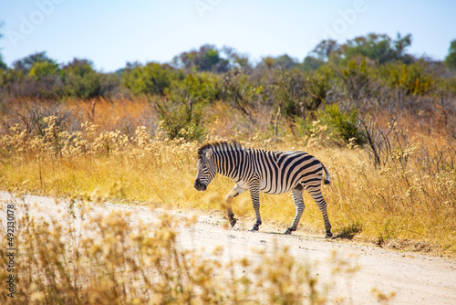 A wild zebra crossing the road in the savannah  Hwange National Park  Zimbabwe Africa
