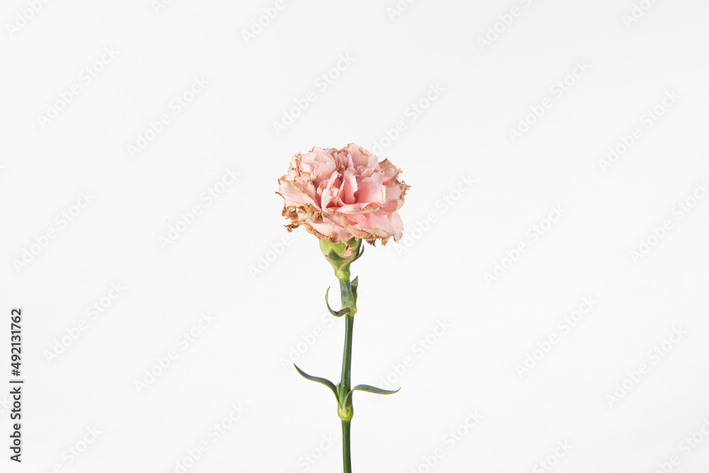 withered carnation flower on white background withered carnation flower on white background