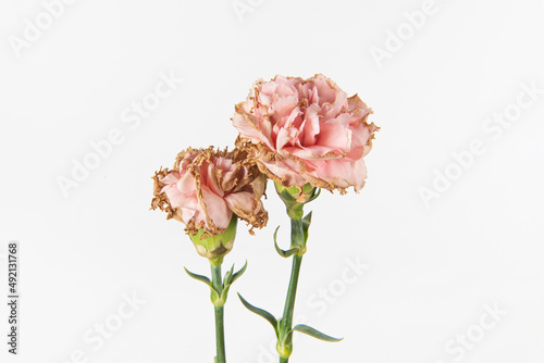 Εκτύπωση καμβά withered carnation flower on white background