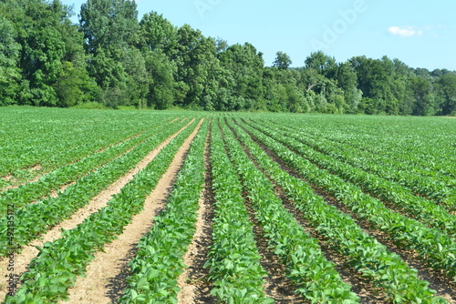 soy bean patch
