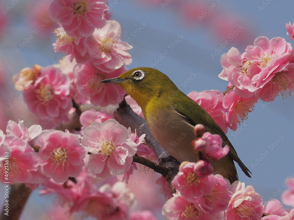 梅の枝に停まるメジロ