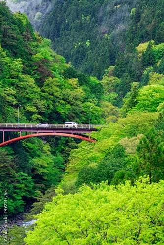 雨上がりの新緑の渓谷　新鮮な空気に包まれる赤い橋