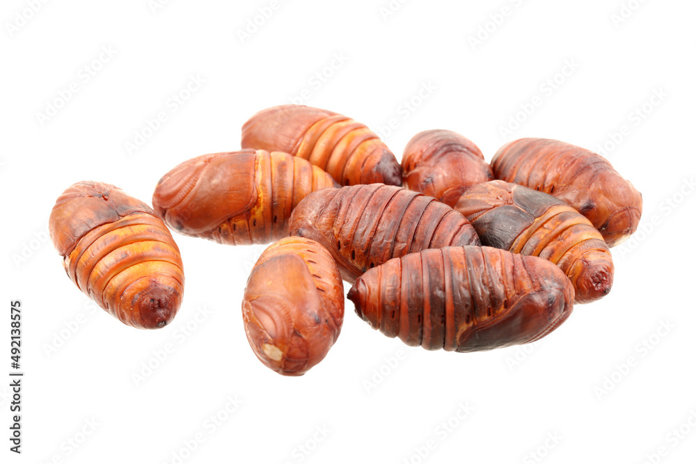 chrysalis silkworm ,silk worm cocoon on white background chrysalis silkworm ,silk worm cocoon on white background