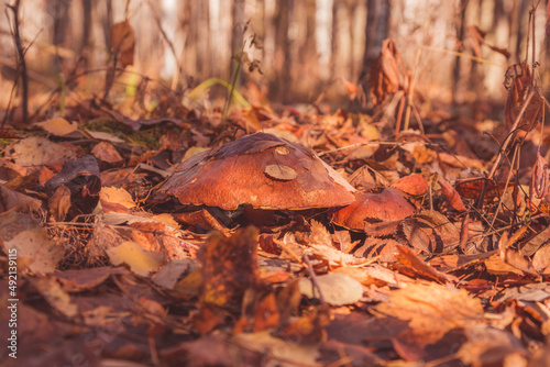 edible mushrooms hide under fallen leaves in late autumn