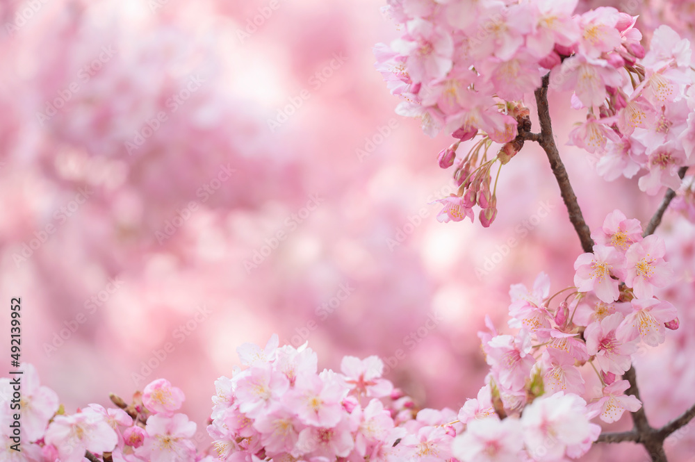 Fototapeta premium 河津桜 満開 