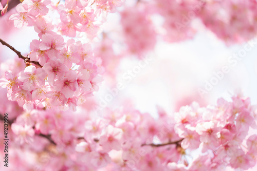 河津桜　満開　