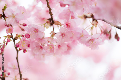 河津桜 満開 