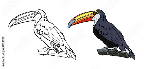 Illustration for a coloring book in color and black and white. Drawing of a toucan bird on a white isolated background. High quality illustration