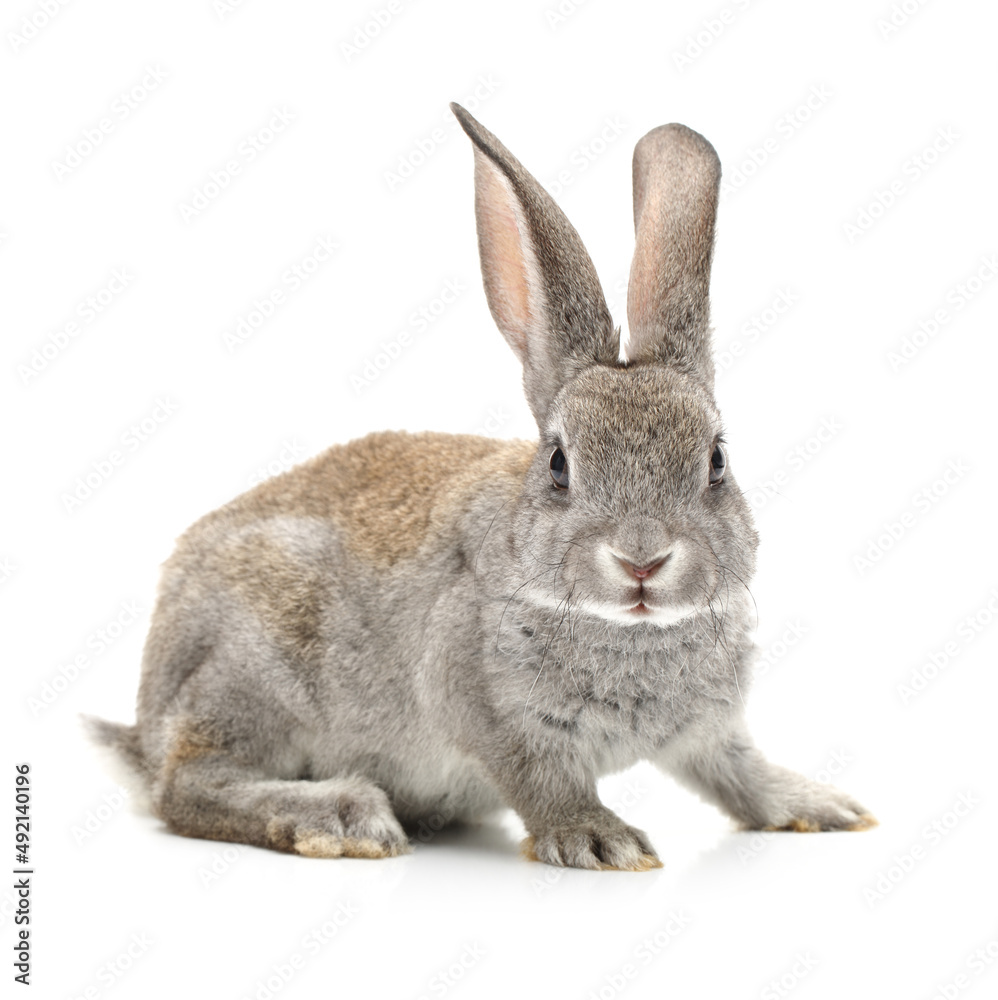 Obraz premium grey rabbit on a white background