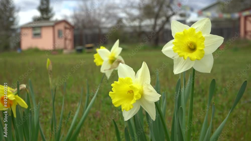 Daffodils in full bloom on a grassy lawn in a light breeze with small buildings and prayer flags in the background Daffodils in full bloom on a grassy lawn in a light breeze with small buildings and prayer flags in the background