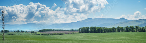 Panoramic view of green field and picturesque blue sky with white clouds. Agriculture background, seeded field.