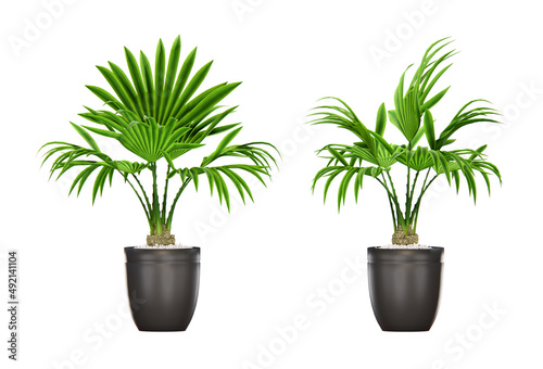 Isometric fan palm plant 3d rendering