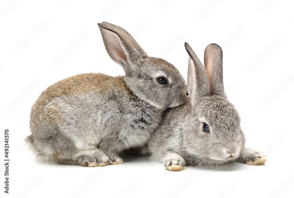 rabbit isolated on white