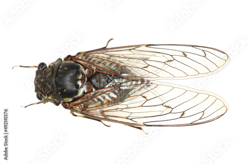 cicada insect isolated on white background. © zcy