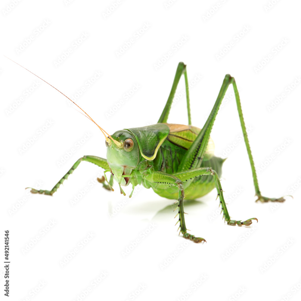 Macro image of a grasshopper isolated on white background Macro image of a grasshopper isolated on white background