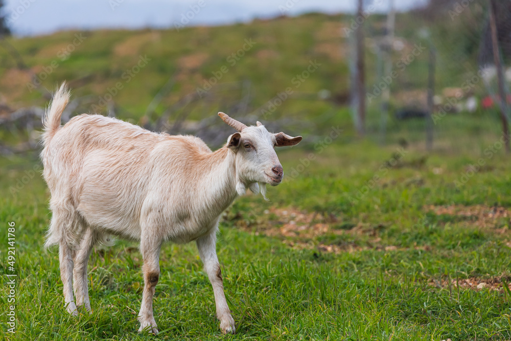 close-up of a young white goat walks at the green grass close-up of a young white goat walks at the green grass