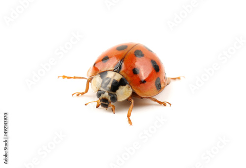 ladybug on white background © zcy