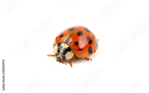 ladybug on white background © zcy