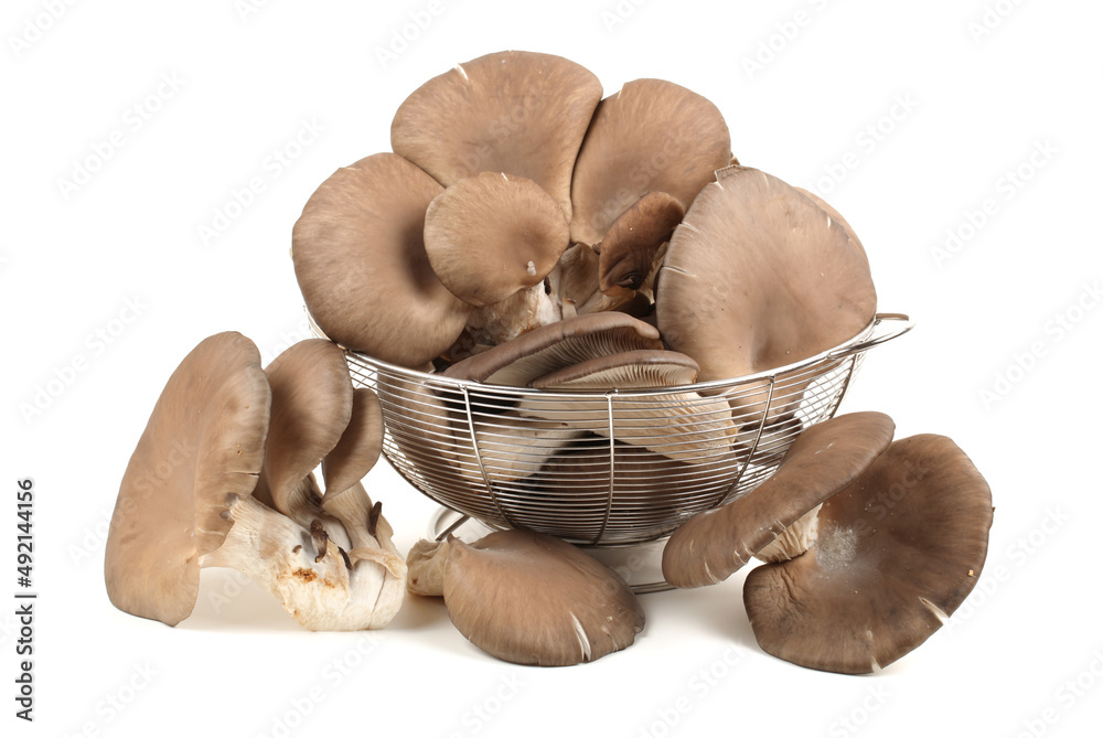 Fototapeta premium oyster mushroom on white background