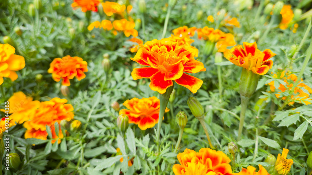 french marigolds in the garden, tagetes patula, bunch of brightly colored golden yellow flowers taken in shallow depth of field