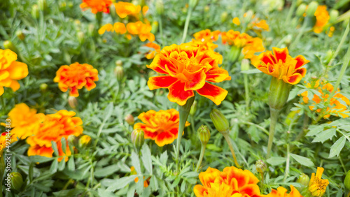 french marigolds in the garden, tagetes patula, bunch of brightly colored golden yellow flowers taken in shallow depth of field © Shamil