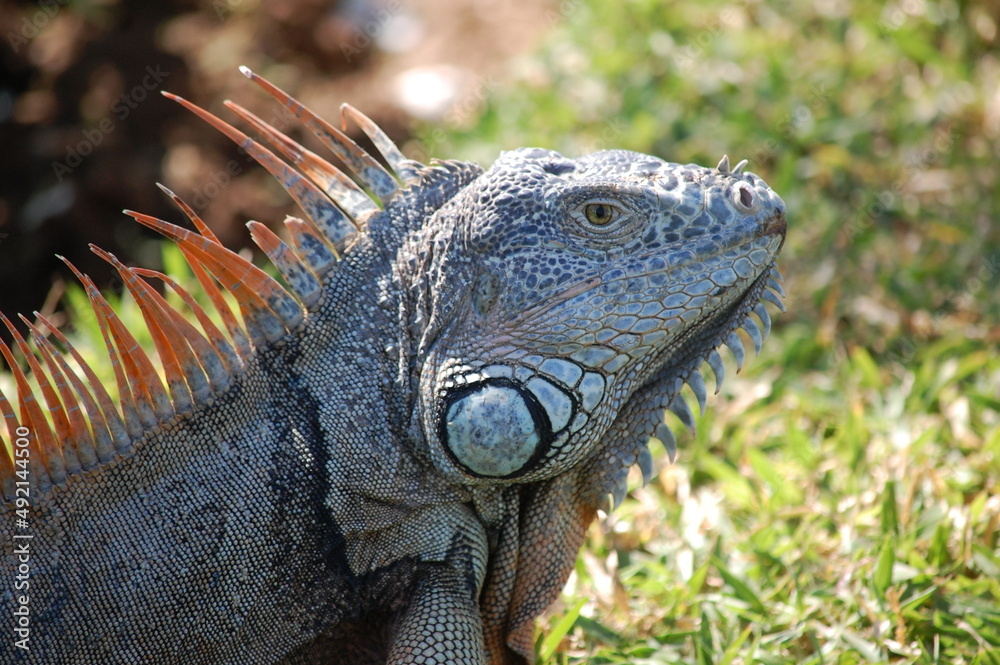 Obraz premium Handsome Iguana
