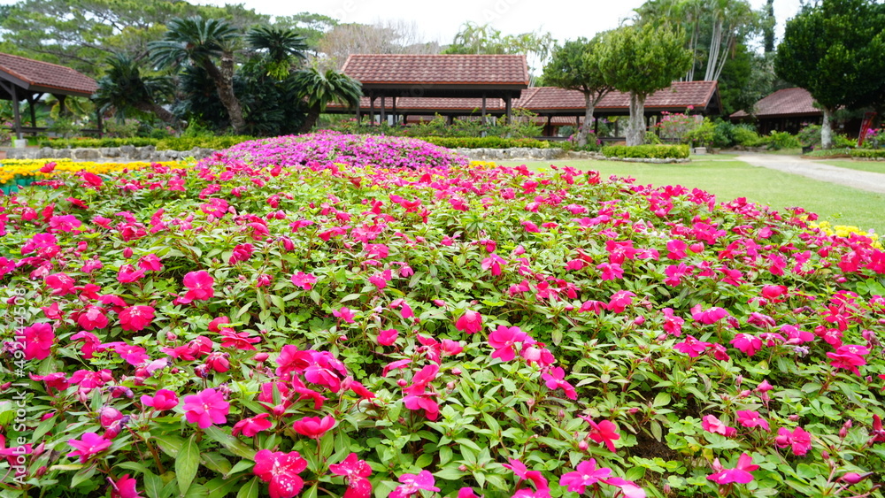 flowers in the garden