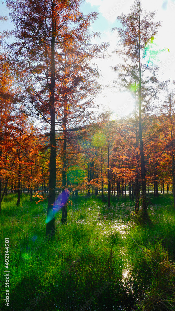 Obraz premium autumn in the forest