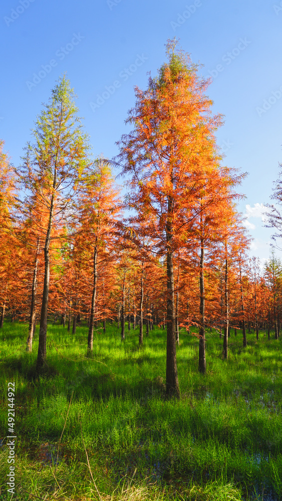 autumn in the forest