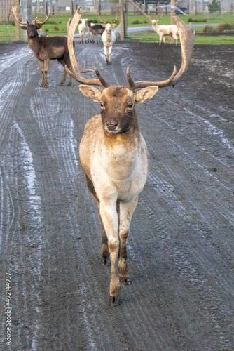 small reindeer walking on muddy roads in mild winter
