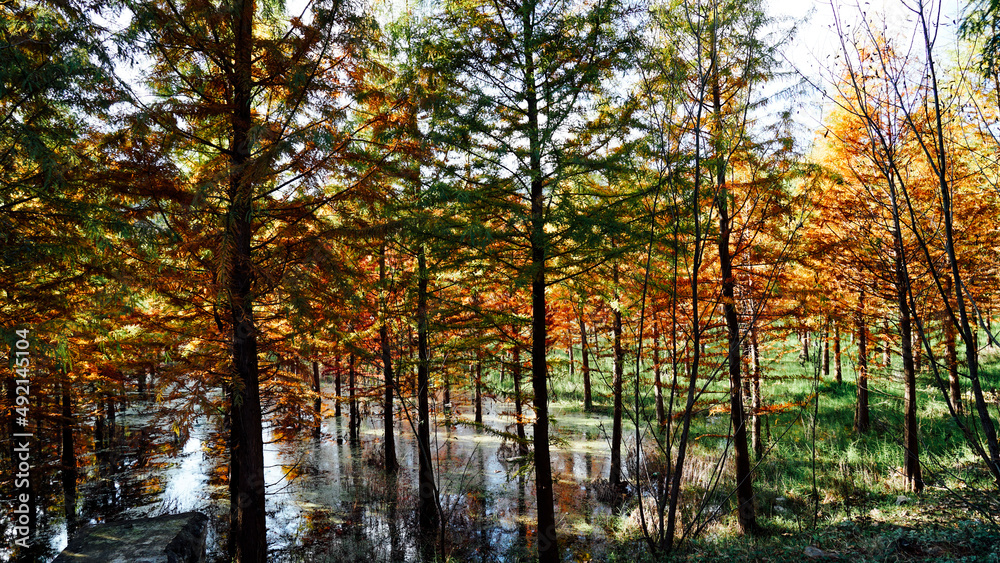 Fototapeta premium sunset in the forest