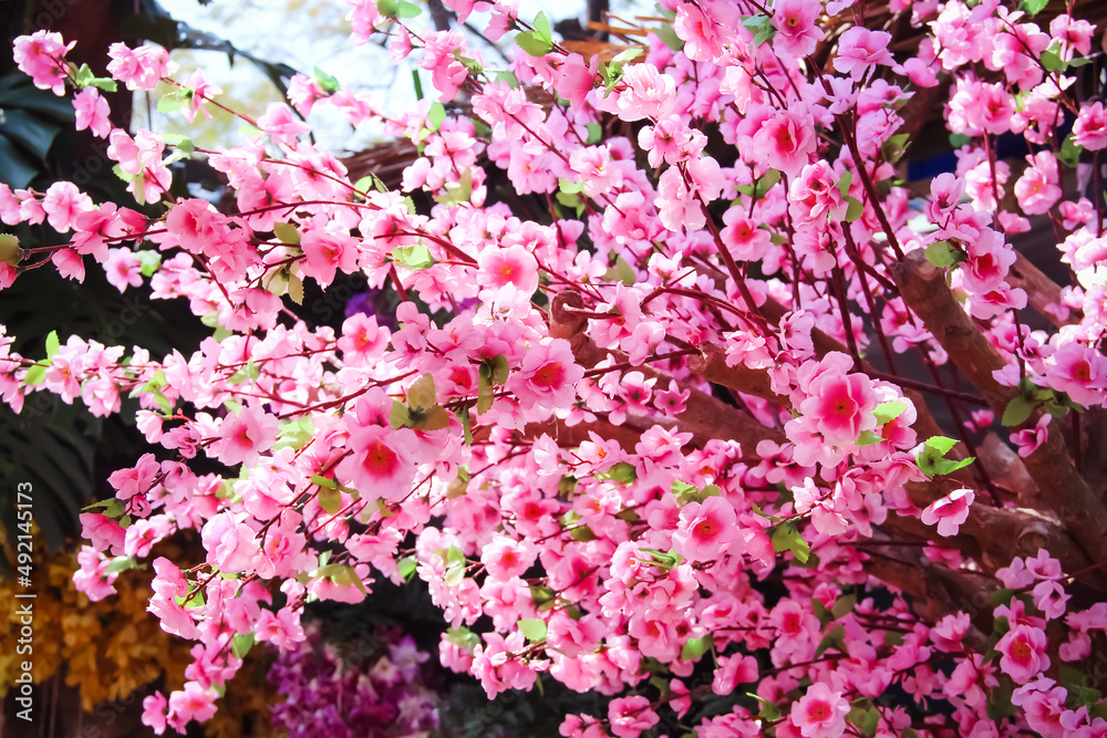 Pink flowers of cherry branch tree or prunes cerasoidus ( Himalaya cherry tree) blooming Pink flowers of cherry branch tree or prunes cerasoidus ( Himalaya cherry tree) blooming