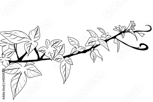 black and white background,branch of a tree