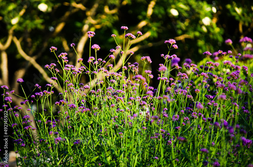 Purple bush wildflower field in summer at a botanical garden.