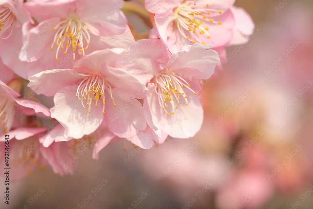 日本の春の花、河津桜