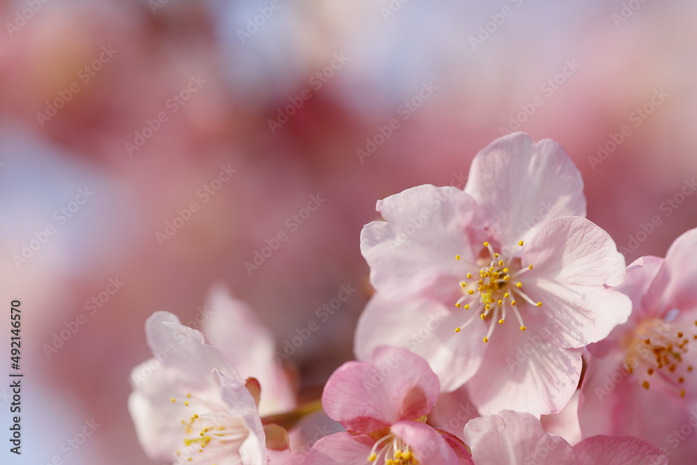 日本の春の花、河津桜 日本の春の花、河津桜