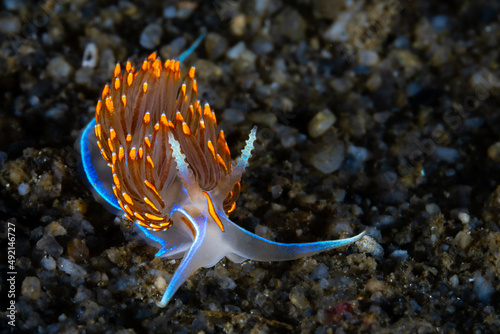 Opalescent Nudibranch (Hermissenda crassicornis) photo