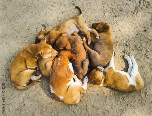 Group of dog Puppies Cuddling  photo