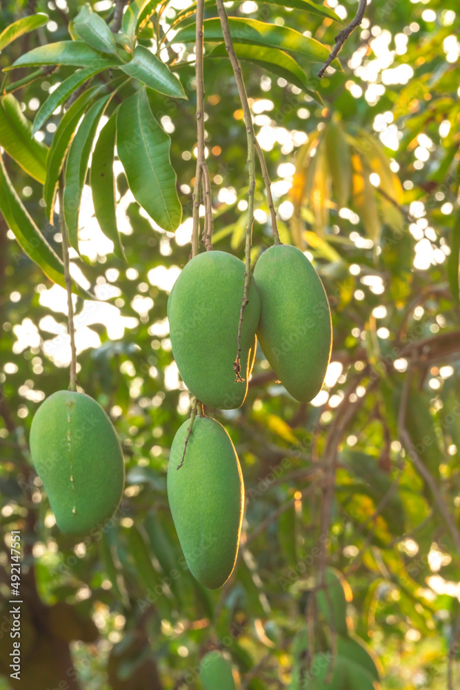 Unripe mangos on trees.