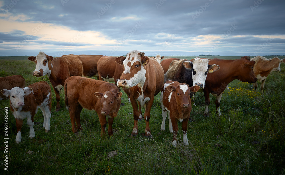 Vacas Mirando Curiosas en el Campo