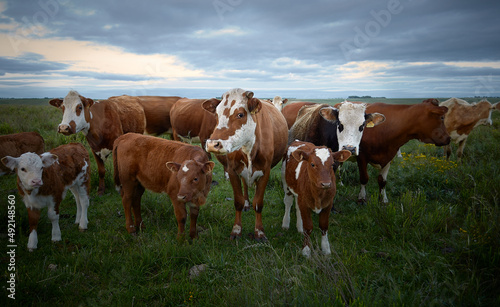 Vacas Mirando Curiosas en el Campo
